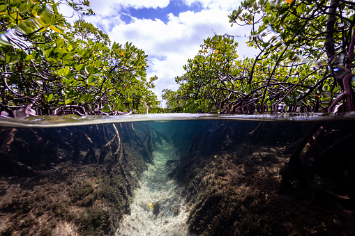 Underwater splitshot image of  mangrove forest.\n Mangroves are plants that can live in saltwater. These important plants not only create a refuge for a vast number of marine animals, birds and reptiles but also play an important role in countering coastal erosion. \n\nThe dense network of roots and branches retain sediments and create a natural barrier protecting coastal communities against the more and more frequent floodings and hurricanes. \n\nFurther, mangroves have the capacity to sequester up to 10 times more CO2 per area compared to other forest ecosystems. Therefore these habitats serve as a blue carbon sink.\n\nUnfortunately, destruction of these important habitats due to development currently happens on a large scale worldwide.