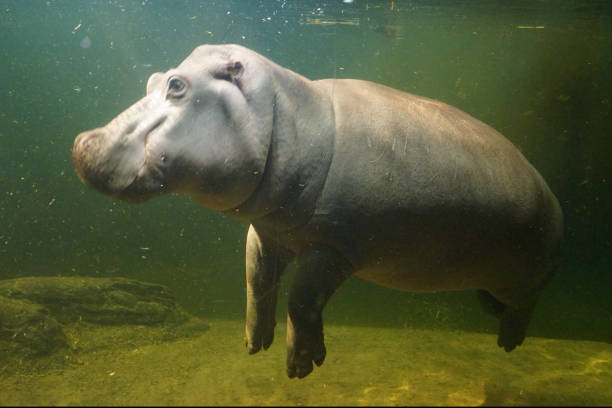 istock hippo zoo underwater photography 1493271301