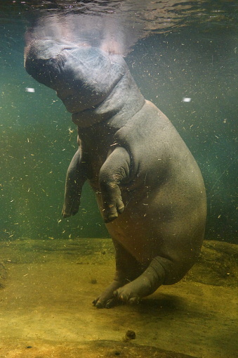 hippo zoo underwater photography