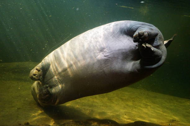 istock hippo zoo underwater photography 1493271559