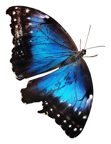 Butterfly Isolated, Myscelia Cyaniris, Whitend Bluewing Neotropical, shot on Mackinac Island, Michigan
