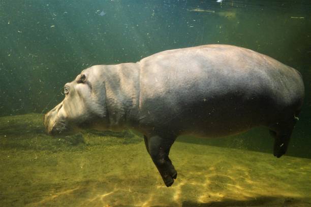 istock hippo zoo underwater photography 1493272325