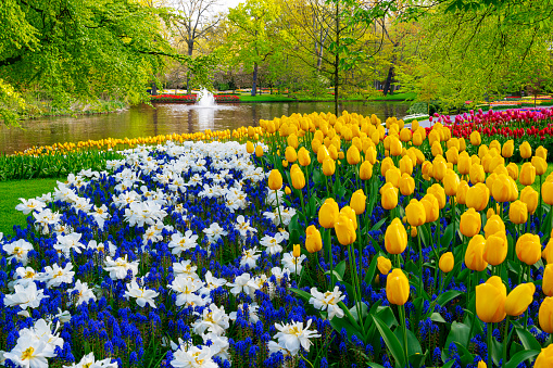 Multi-colored tulips in a park with a pond and a fountain in the background