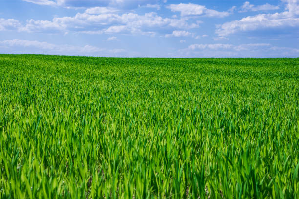 campo verde de trigo joven bajo cielo azul - winter wheat fotografías e imágenes de stock