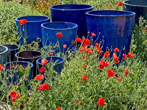 Red Poppies and blue planters in a Texas field at springtime. A spring tradition of brilliant blooms contrasting with the dark blue ceramic. The flower stand up well to the Texas wind.