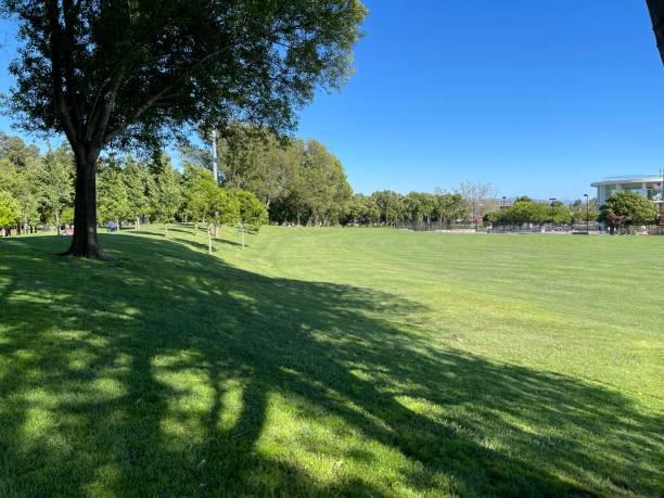 istock meadow in the woods 1493274991