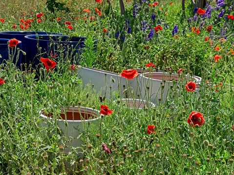 Red Poppies and blue and white planters in a Texas field at springtime. A spring tradition of brilliant blooms contrasting with the dark blue ceramic. The flower stand up well to the Texas wind.