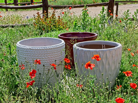 Red Poppies and white planters in a Texas field at springtime. A spring tradition of brilliant blooms contrasting with the dark blue ceramic. Post and rail fence in background.