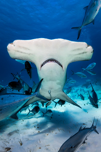 Underwater image of Great Hammerhead shark in the blue ocean off Bimini, The Bahamas. Killing due to misconception of sharks as well as unsustainable fishing to obtain its fins has led to  a dramatic collapse in shark populations worldwide. As a consequence the hammerheadshark as well as other species of sharks are now critically endangered.