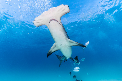 Underwater image of Great Hammerhead shark in the blue ocean off Bimini, The Bahamas. Killing due to misconception of sharks as well as unsustainable fishing to obtain its fins has led to  a dramatic collapse in shark populations worldwide. As a consequence the hammerheadshark as well as other species of sharks are now critically endangered.