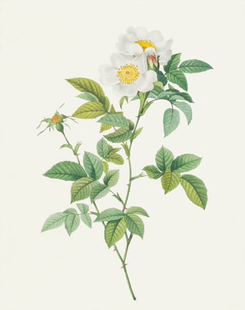 illustrations, cliparts, dessins animés et icônes de illustration de fleur de rose - rosier pimprenelle