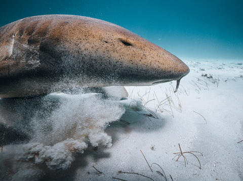 Underwater image of Nurse shark in the blue ocean of Bimini, The Bahamas