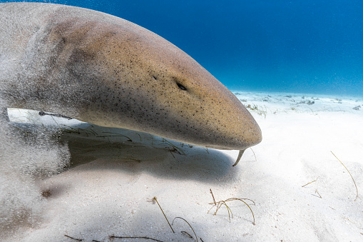 Great white shark smiling in the blue ocean