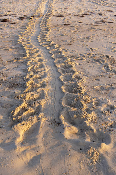 istock Loggerhead turtle tracks on light-colored beach sand with wave wash in the foreground 1493277374