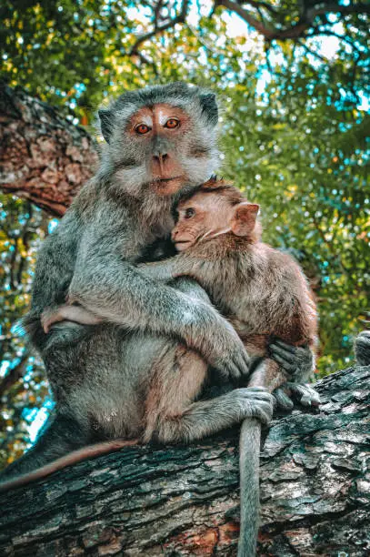 Two Barbary-macaque monkeys - mother and child - sitting together and cuddling on a branch of a tree stock photo