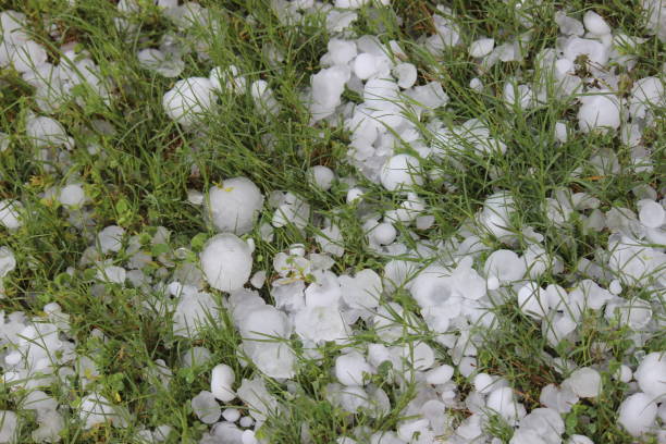 istock Hail stones after a major hail storm 1493277841