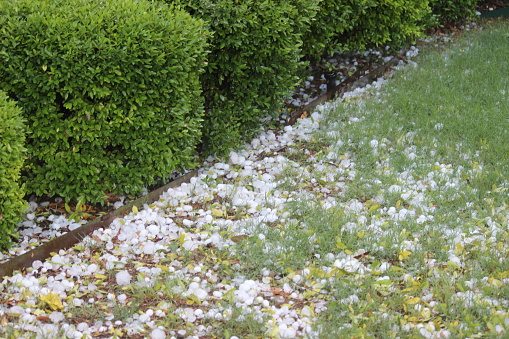 Accumulated hail stones next to shrubs after a major hail storm in Plano, TX