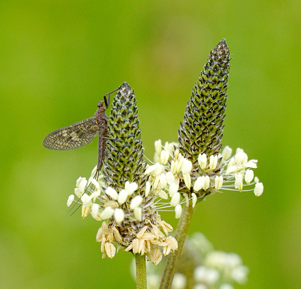 Mayfly, Ephemeroptera, steadily collecting pollen on ribwort plantain,plantago plant,close up, blur background.