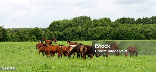 Foto de Grupo De Cavalos e mais fotos de stock de Ajardinado - Ajardinado, Ambiente - All Vocabulary, Animal de Fazenda