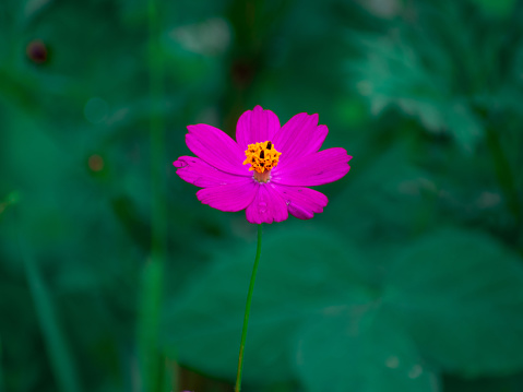 Close-up of vibrant purple flower on a green background