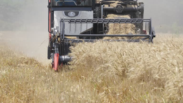 Combine harvester is harvesting wheat