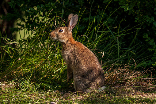 A wild rabbit in the morning in a meadow near a forest in Southern England.