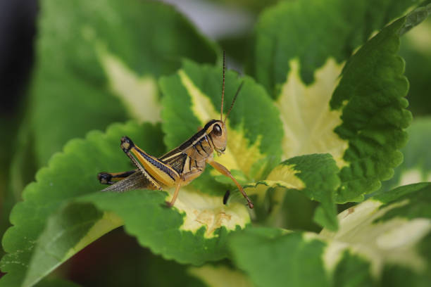 istock Grasshopper (Melanoplus bivittatus) on yellow and green leaves 1493280688