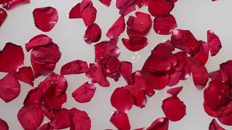 Red rose petals fall into a milk bath.