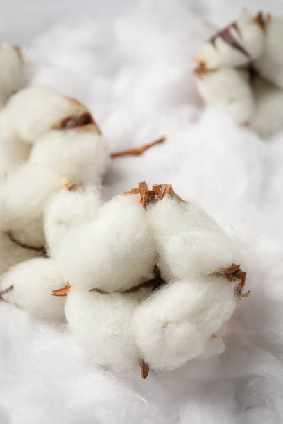 istock Cotton flowers on white fluffy background, closeup 1493282131
