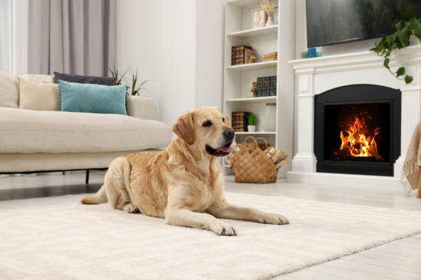 istock Cute Labrador Retriever resting on carpet in stylish room 1493282206