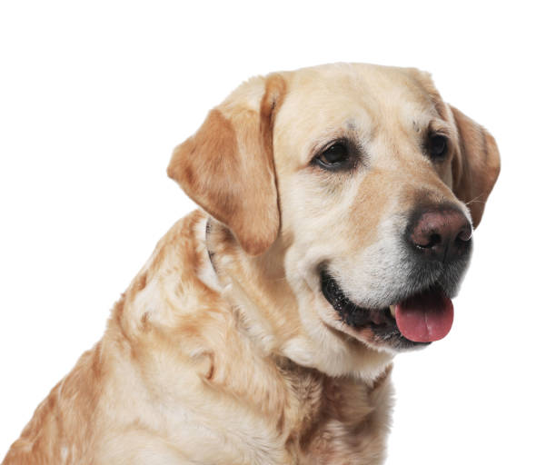 istock Cute Labrador Retriever in dog collar on white background 1493282979
