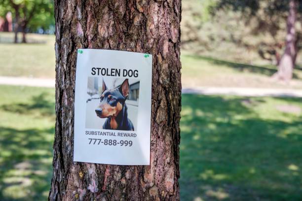 istock There is a missing dog notice on a tree in the park. Lost pet 1493282995