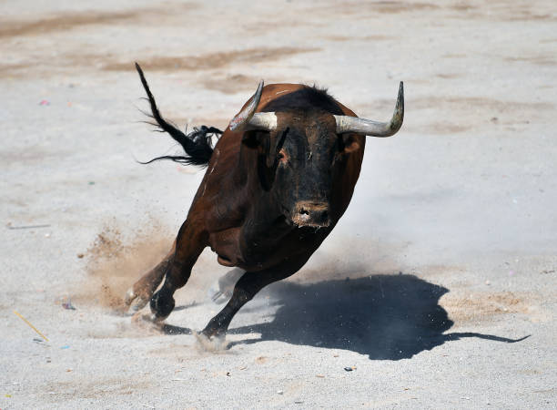 Bullfighting. Flight between a brown bull and a black bull during bullfight in Gorkha, Nepal.