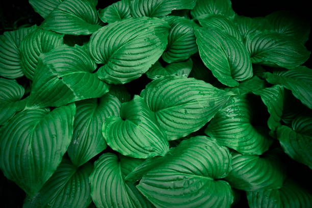 Tropical leaves, abstract green leaves texture, nature background