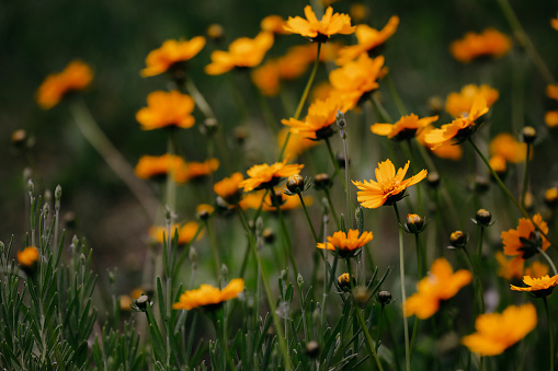 A garden filled with yellow flowers called coreopsis.