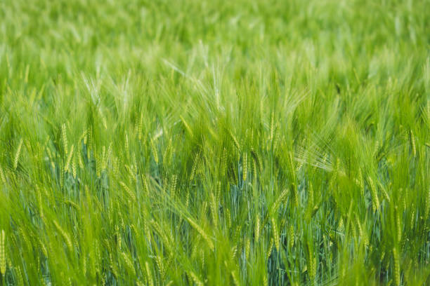 Close up textured on green wheat ears on late spring