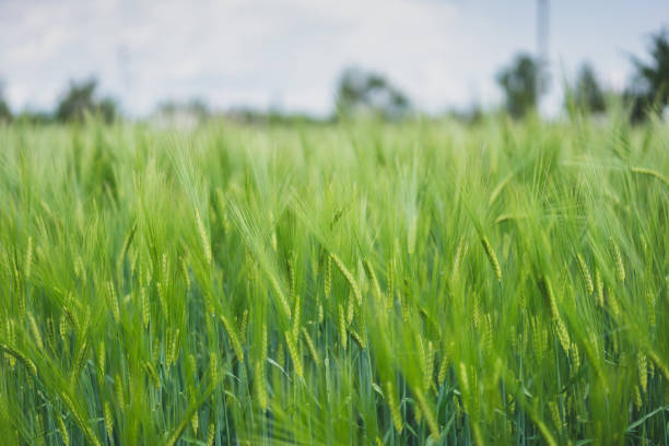 istock Close up on green wheat ears on late spring 1493286828