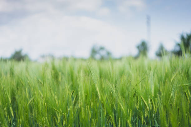istock Close up on green wheat ears on late spring 1493287377