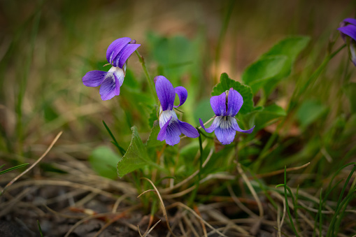 First blooming wildflowers in spring - bush of blue violets with green leaves on the ground among dry grass.