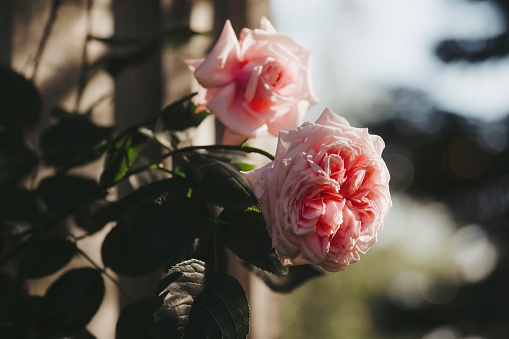 A close up of  beautiful, pink, double roses in bloom. Shot with a Canon 5D Mark IV.