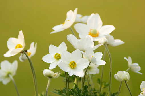 Bunch of beautiful white anemones are growing in the garden with green leaves on the bright green background.