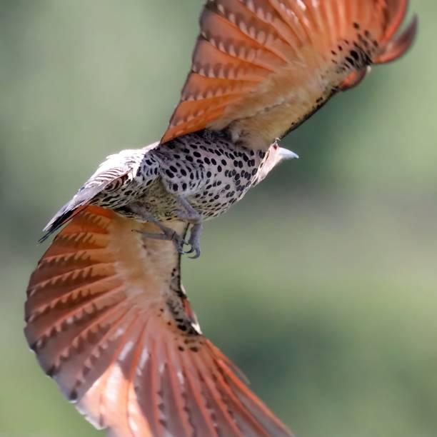 istock northern flicker flying, with wings view 1493287733