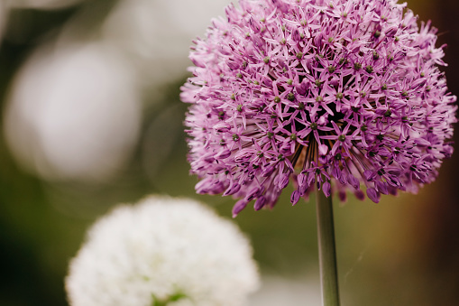 Purple Allium Ambassador flowers with a flower meadow in the background.