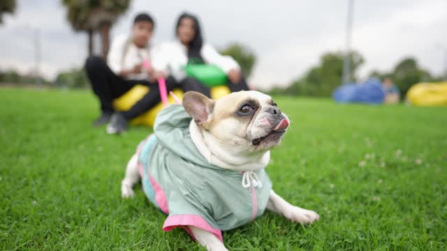 French bulldog wallowing on a public park