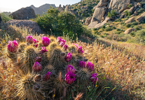 Hedgehog cactus flowering in field on desert mountain