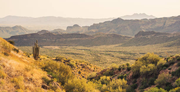 istock Saguaro cactus on Usery Mountain 1493291184