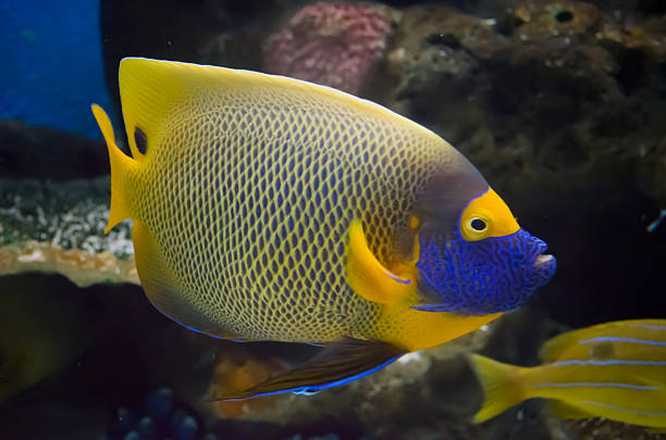 peixes do recife. - beauty in nature coral angelfish fish - fotografias e filmes do acervo