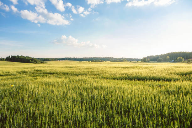 istock Nature Sunset Landscape Wheat field 1493295219