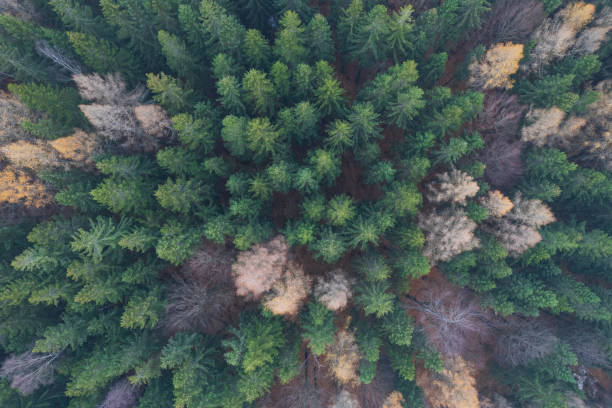 istock panoramic view of the mountains covered with the green forest (aerial) 1493298532