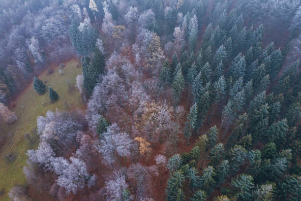 istock panoramic view of the mountains covered with the green forest (aerial) 1493298590